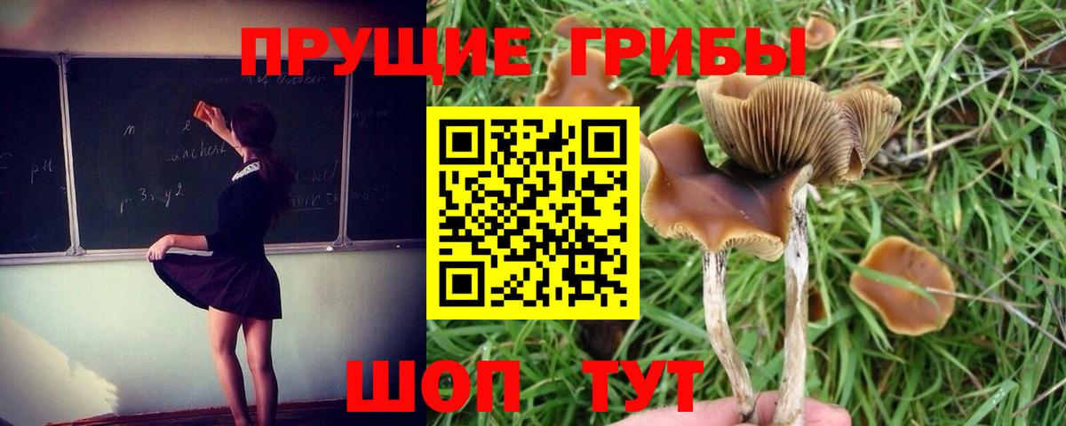 Галлюциногенные грибы MAGIC MUSHROOMS  Вход с VPN  Сорочинск 